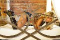 Foto Incontro Transescort Parma Monica Kicelly - 25