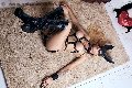 Foto Incontro Transescort Roma Bruna Mor - 28