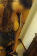  Mistress Fenix 338 88 30 800 foto selfie 2